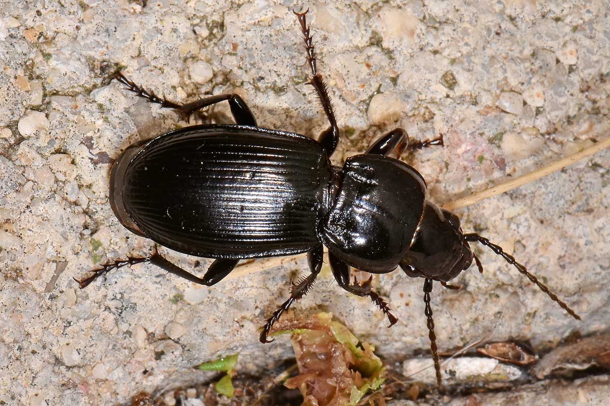 Carabidae: Pterostichus melas?  S, femmina